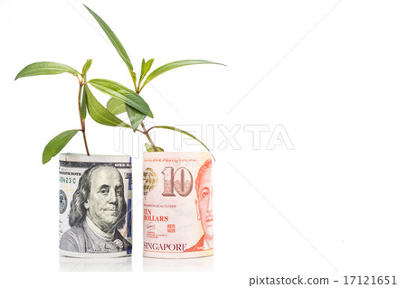 Concept of plant grow on USD & Singapore Dollar Concept of plant grow on USD & Singapore Dollar 17121651