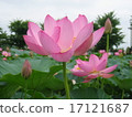 蓮花 17121687