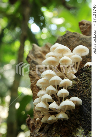 White mushrooms growing on decaying wood White mushrooms growing on decaying wood 17121740