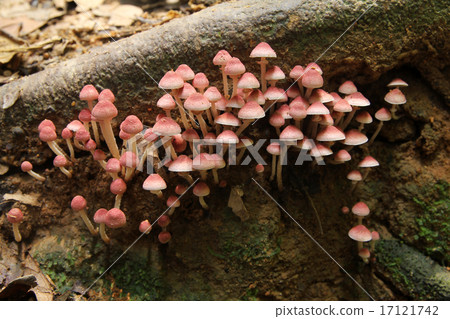 Red mushrooms growing on decaying wood  17121742