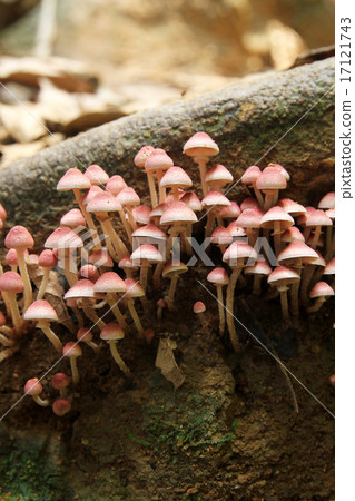 Red mushrooms growing on decaying wood  17121743