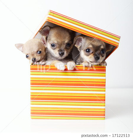cute puppies chihuahua in box 17122513