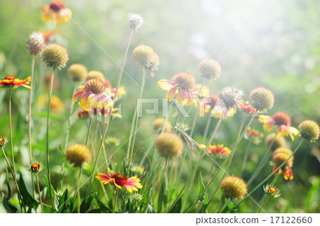 Gaillardia or blanket flowers in sunny day Gaillardia or blanket flowers in sunny day 17122660