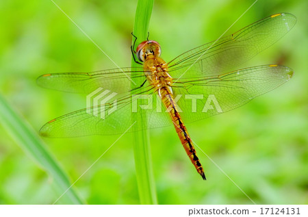 Field dragonfly 17124131