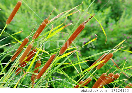 Ears of a bear Ears of a bear 17124133