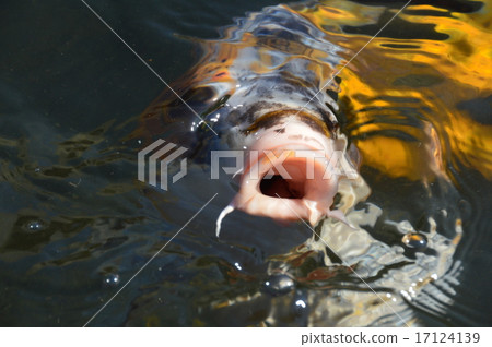 Golden carp (Tomoe river (Uzumagawa) / Tochigi-shi, Tochigi prefecture) 17124139
