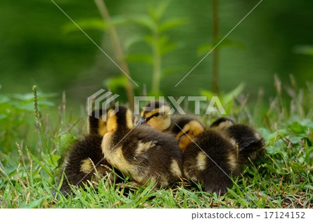 海鷗的小雞 17124152