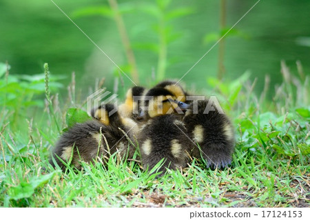 Cargamo小雞2 17124153