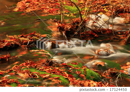 Toriumi marimo of autumnal leaves of Shisho nose noodles in Akita Prefecture 17124450
