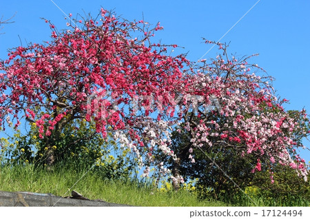 Spring flowers 17124494