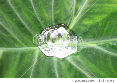 drop on colocasia leaf 17124963