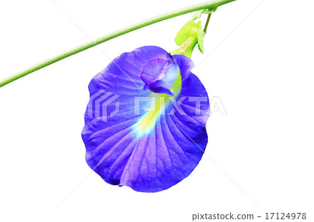 Clitoria ternatea or butterfly pea flower Clitoria ternatea or butterfly pea flower 17124978