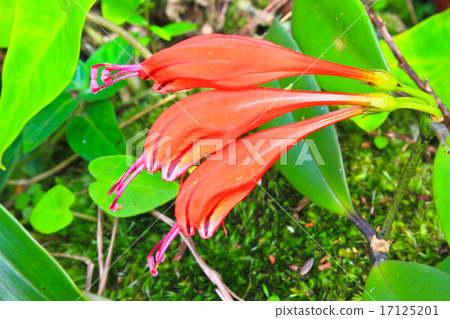 wild flowers in forest 17125201