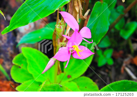 wild flowers in forest wild flowers in forest 17125203