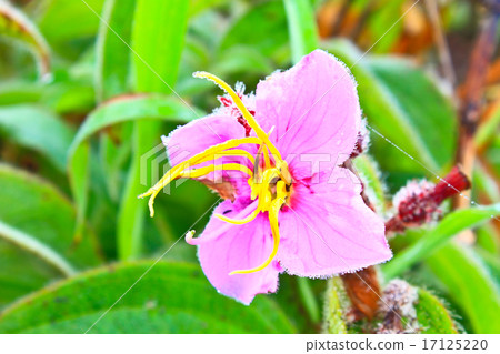 wild flowers in forest wild flowers in forest 17125220