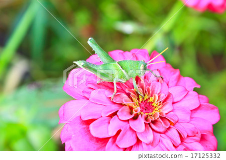 green grasshopper on pink zinnia 17125332