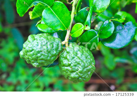 Leech lime or bergamot fruits on tree Leech lime or bergamot fruits on tree 17125339