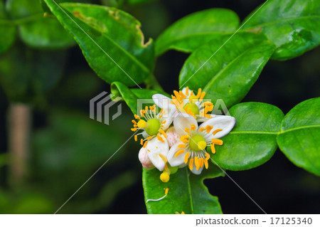 Flower of bergamot fruits on tree 17125340