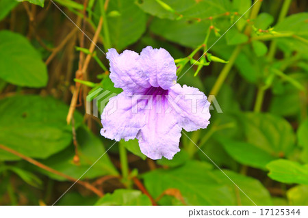 Ruellia tuberosa flower blooming, purple flower Ruellia tuberosa flower blooming, purple flower 17125344