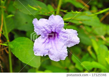 Ruellia tuberosa flower blooming, purple flower Ruellia tuberosa flower blooming, purple flower 17125346