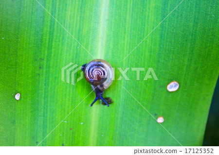 Small Snail resting on  green leaves 17125352