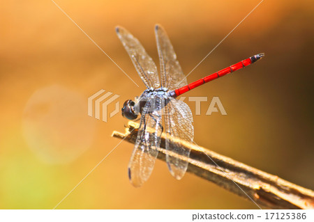 red dragonfly 17125386
