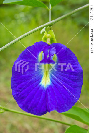 butterfly pea flower butterfly pea flower 17125705