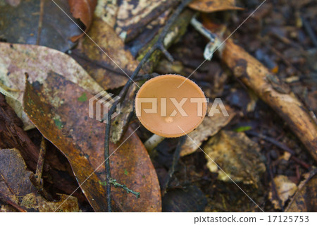 Orange burn cup mushroom or champagne mushroom Orange burn cup mushroom or champagne mushroom 17125753