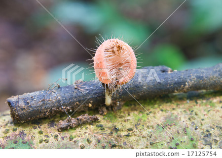 Pink cup fungi mushroom 17125754