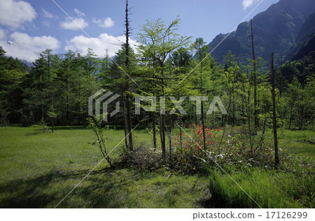 在Tashiroke周圍徘徊 17126299