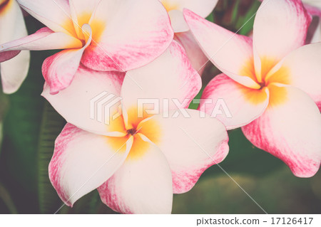 white, pink and yellow plumeria frangipani flowers with leaves 17126417