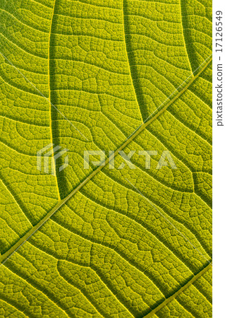 Macro texture of tree leaf for backgound 17126549