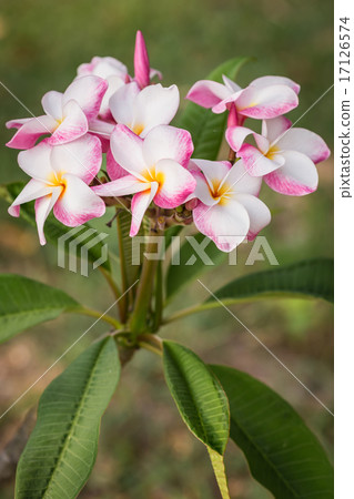 white, pink and yellow plumeria frangipani flowers with leaves 17126574