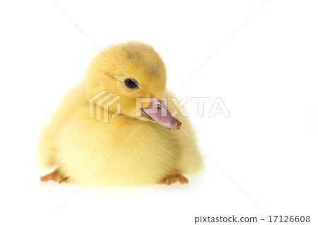 Close up small duckling isolated on white 17126608