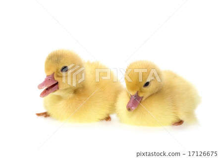 Close up small duckling isolated on white 17126675