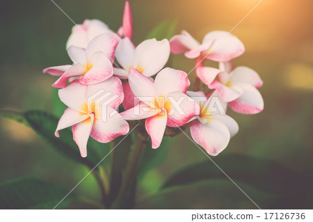 white, pink and yellow plumeria frangipani flowers with leaves 17126736