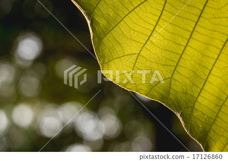 Macro texture of tree leaf for backgound Macro texture of tree leaf for backgound 17126860