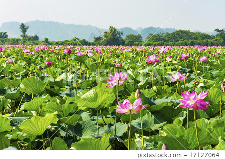 在宮城縣的伊豆沼的蓮花儀式 照片素材 圖片 圖庫