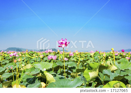 在宮城縣的伊豆沼的蓮花儀式 照片素材 圖片 圖庫