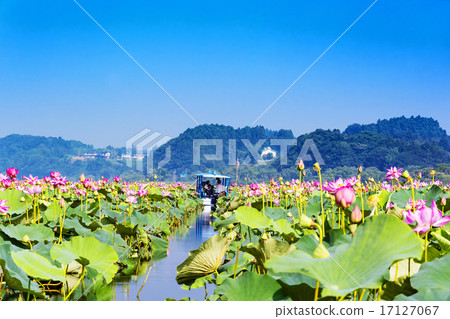 在宮城縣的伊豆沼的蓮花儀式 17127067