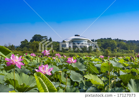 Miyagi prefecture · sanctuary center and lotus flower 17127073