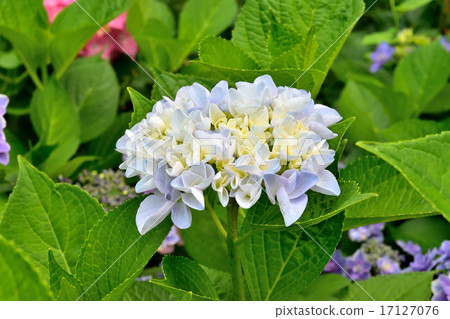 hydrangea hydrangea 17127076