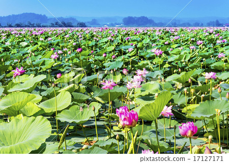 在宫城县的伊豆沼的莲花仪式 图库照片