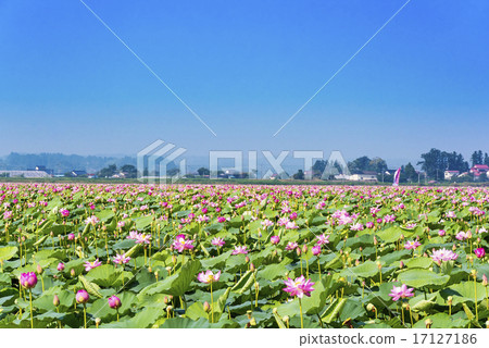 Lotus ceremony at Izunuma in Miyagi prefecture Lotus ceremony at Izunuma in Miyagi prefecture 17127186