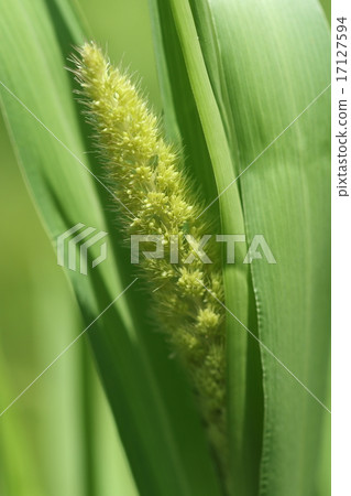 天然植物小米,在日本,似乎種植開始比米飯更快 天然植物小米,在日本,似乎種植開始比米飯更快 17127594