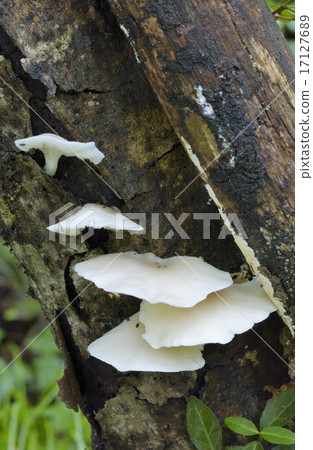 貝形圓孢側耳 17127689