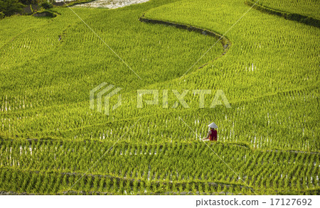 Rice field and river in TamCoc, NinhBinh, Vietnam 17127692