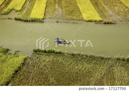 Rice field and river in TamCoc, NinhBinh, Vietnam 17127700