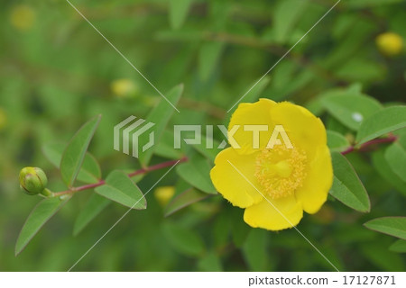 Golden thread plum 17127871