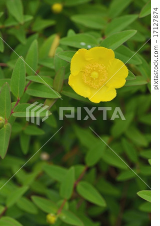 Golden thread plum 17127874